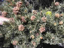 Plagued Pinyon Tree Upclose