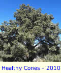 Healthy Cones Bumper Crop 2010